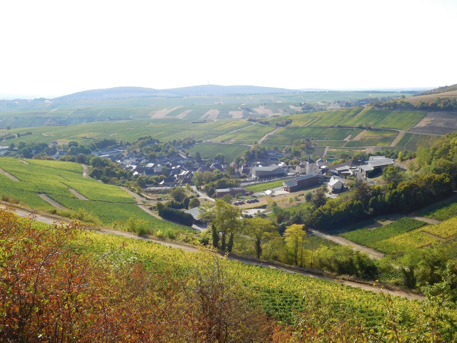 Loire: viinitarhoja, Ranskan pisimmän joen varrella